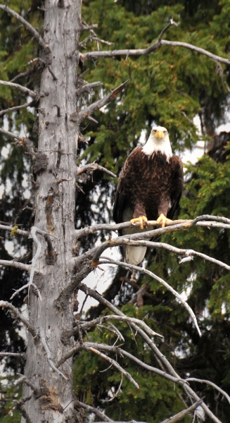 Eagle-in-Tree