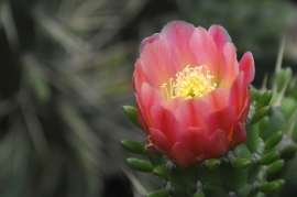 Cactus-Bloom