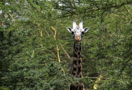 Giraffe-in-Acacia