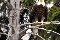Eagle-in-Tree