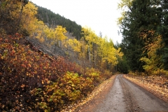 Road-in-Fall