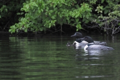 Two-Loons-Two-Babies