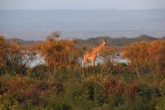 Giraffe-on-Shoreline