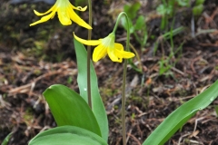 Yellow-Flower