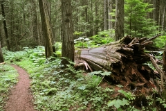 Cedar-Path