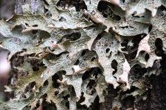 Hypogymnia-physodes-Lichen