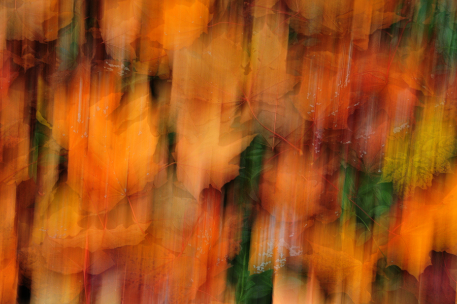 Autumn Blur