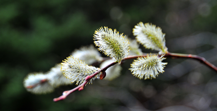 Spring Willows